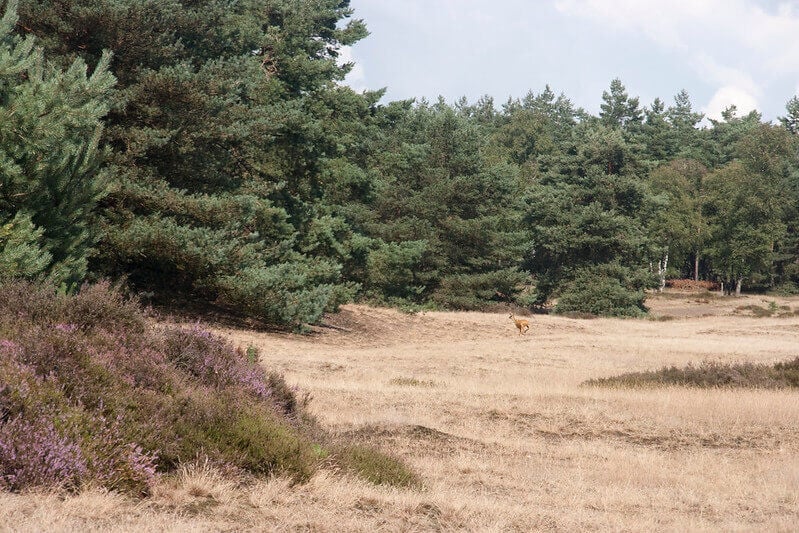 Hode veluwe gelderland losloopgebieden welkoop